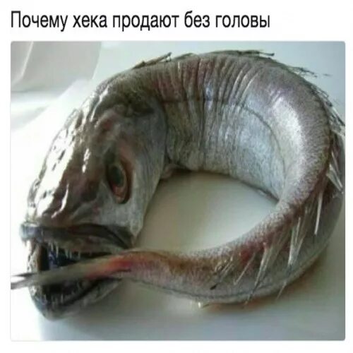 Минтай фото рыбы с головой живой Просто хек