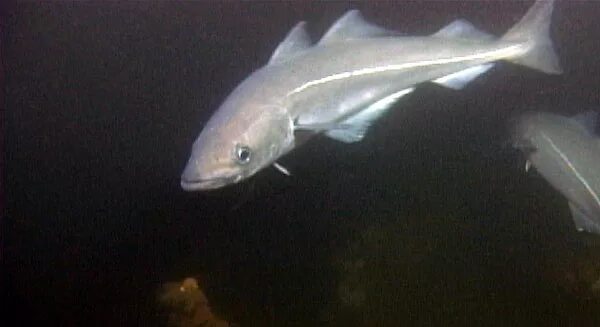 Минтай фото рыбы с головой живой NOAA Ocean Explorer: Steamship Portland: Sept 17 Log