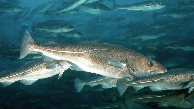 Минтай рыба морская фото Άρωμα Ικαρίας: Ο μπακαλιάρος Human male, Fish, Faun
