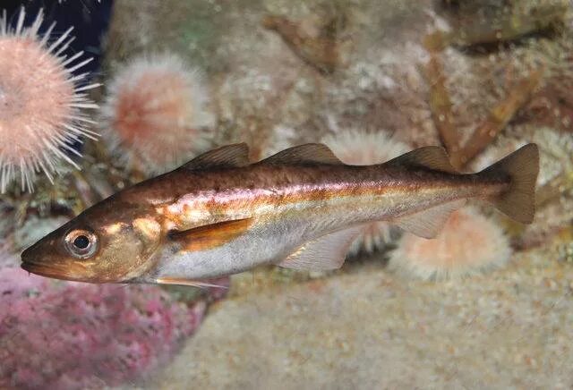 Минтай рыба морская фото Минтай (Gadus Chalcogrammus)