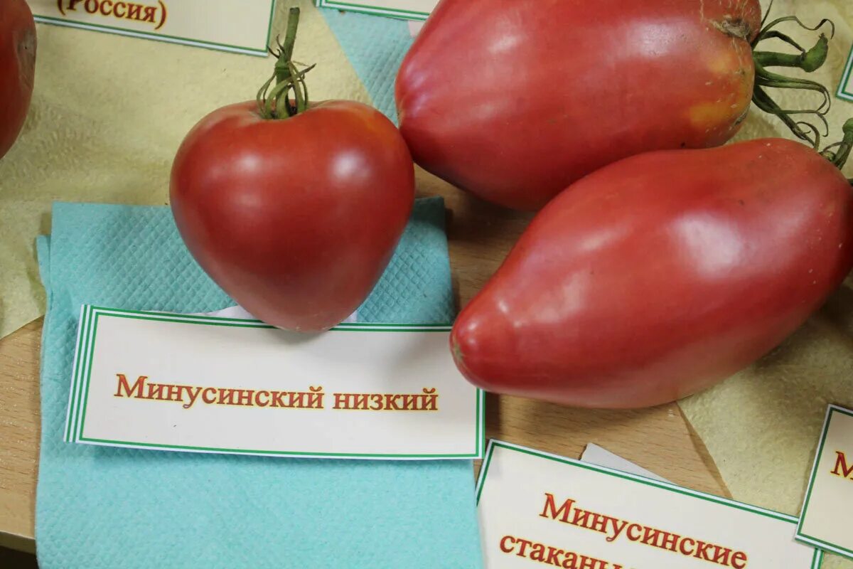 Минусинские помидоры фото отзывы описание Минусинские томаты - обзор сортов probotsad Дзен