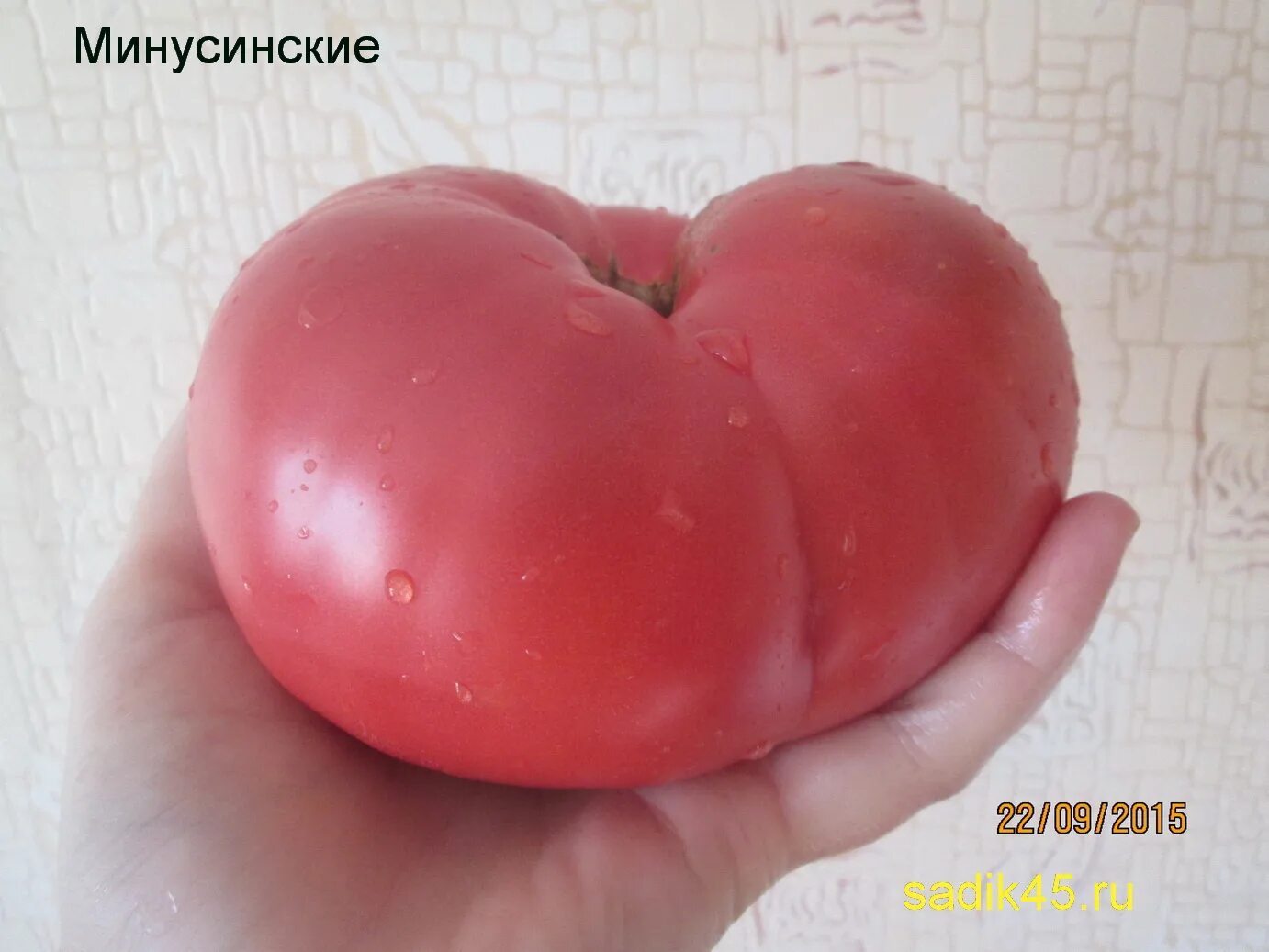 Минусинские помидоры фото отзывы описание Минусинские Семена редких сортов томатов