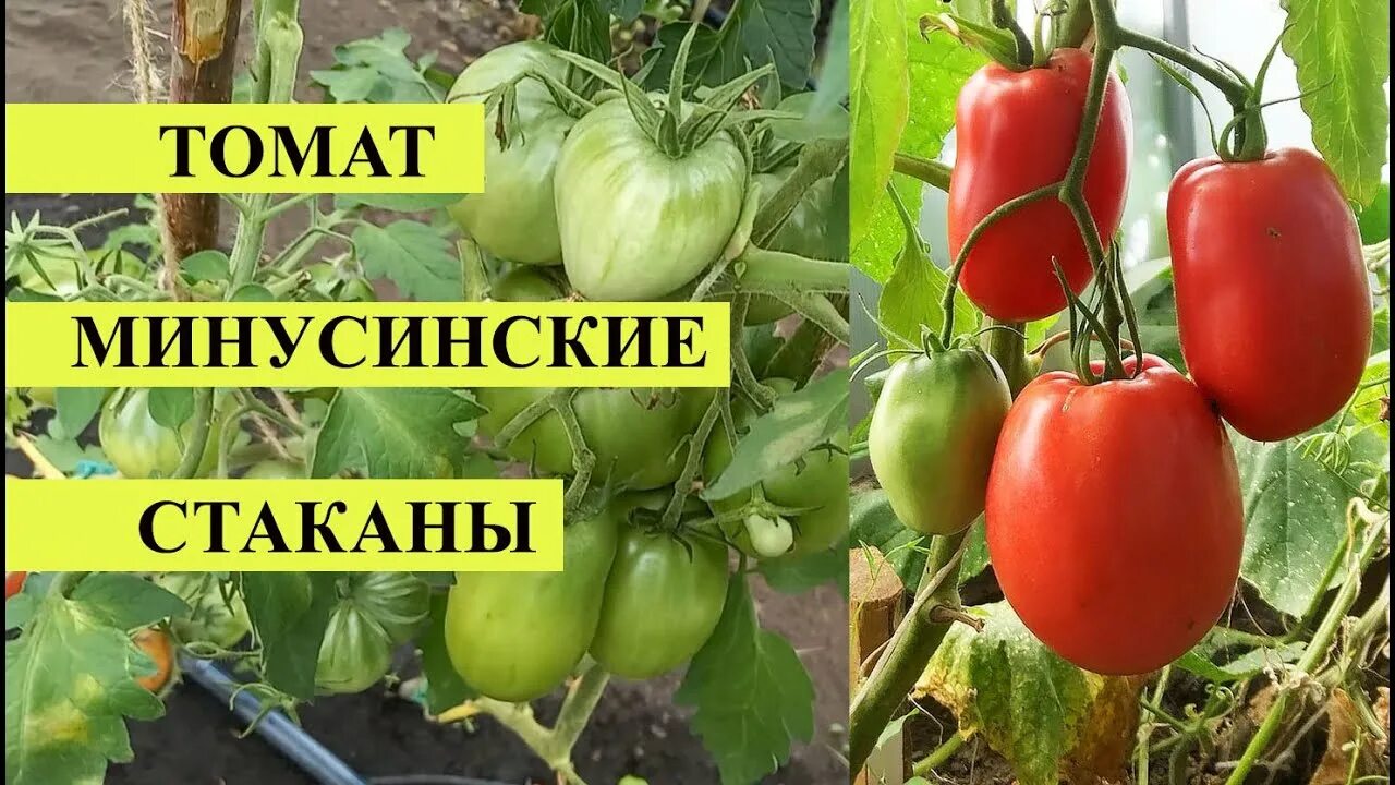 Минусинские помидоры фото отзывы описание Томат МИНУСИНСКИЕ СТАКАНЫ, настоящий сибиряк, не боится ни холода, ни жары, выда