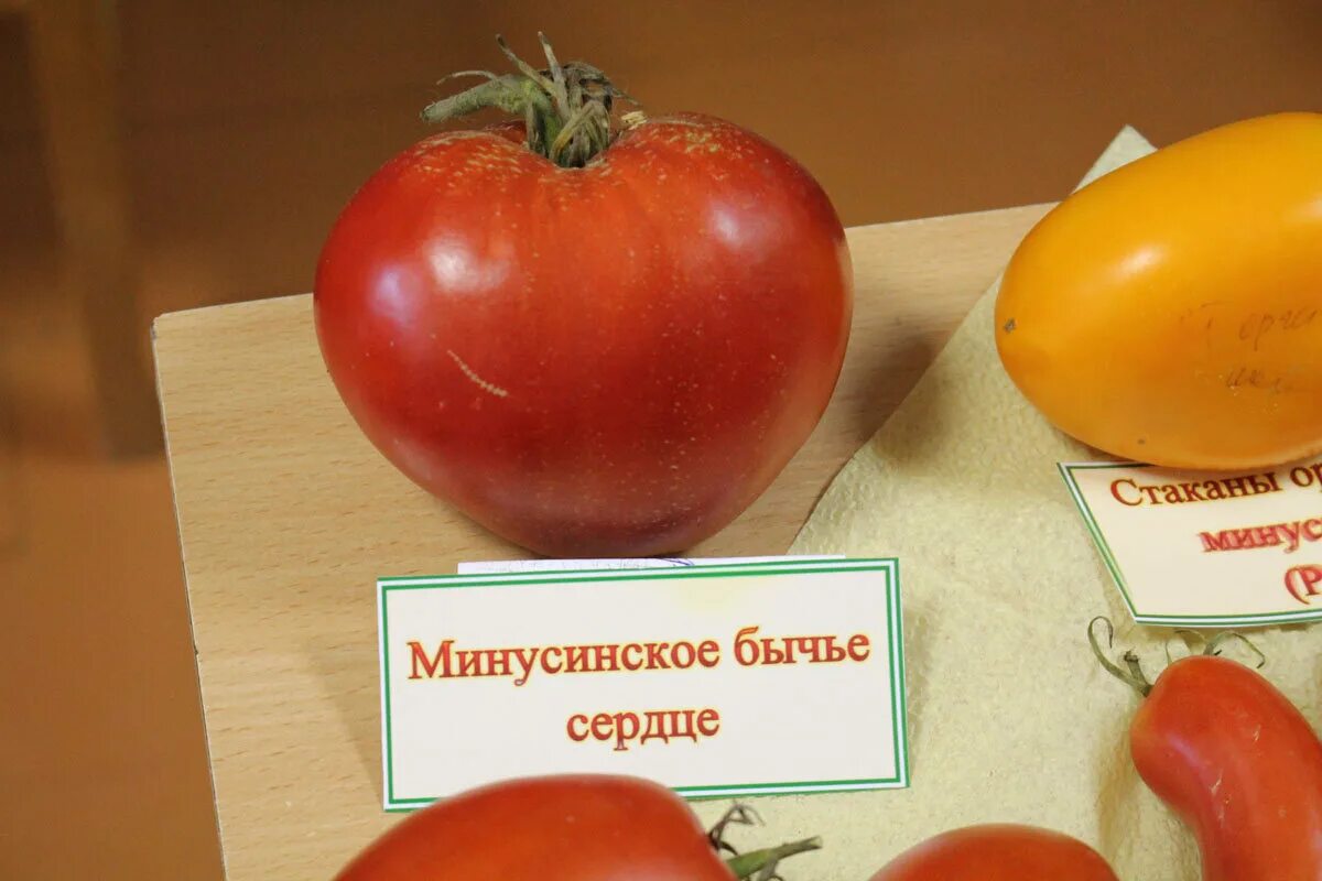 Минусинские сорта томатов характеристика отзывы фото Минусинские томаты - обзор сортов probotsad Дзен