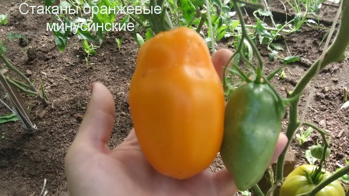 Минусинские стаканы томат фото Томат Минусинские стаканы: описание сорта, фото, отзывы, характеристика, урожайн