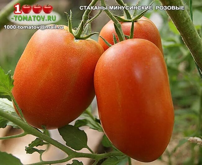 Минусинские стаканы томат фото ТОМАТЫ - МИНУСИНСКИЕ "СТАКАНЫ" 1000 томатов Дзен