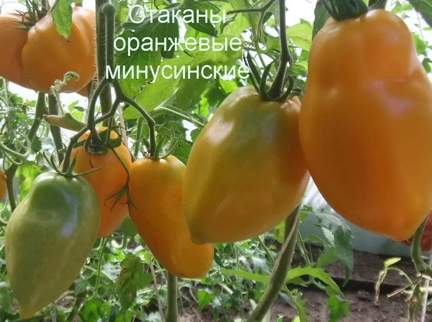 Минусинские стаканы томат описание отзывы фото Томат Стаканы минусинские оранжевые, 5 семян Дачная Коллекция
