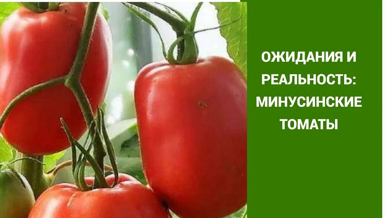 Минусинские стаканы томат описание отзывы фото ОЖИДАНИЯ И РЕАЛЬНОСТЬ: МИНУСИНСКИЕ ТОМАТЫ! - YouTube