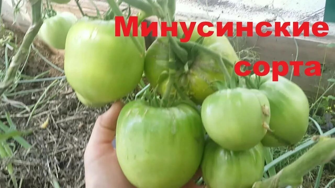 Минусинские томаты сорта фото Изображения крупного томата Минусинского сорта Эко-фокус Фотогалерея природы на 