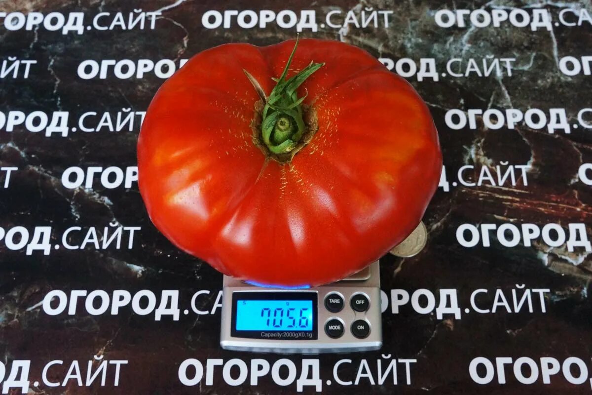 Минусинский лев томат описание отзывы фото Томат Лев минусинский, семена ОГОРОД.сайт
