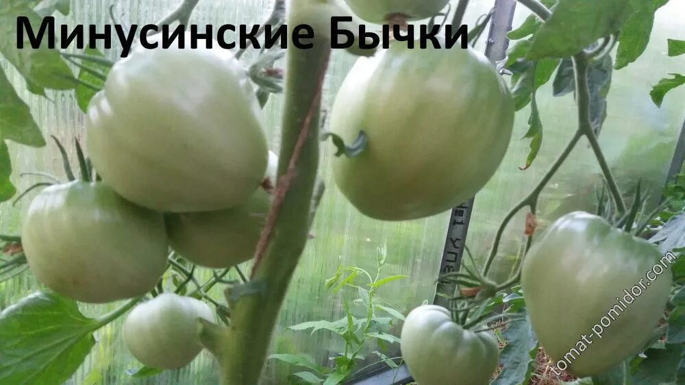 Минусинский медведь фото томаты - tomat-pomidor.com