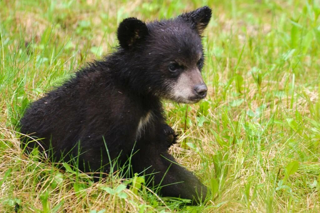 Минусинский медведь фото Bear cub found dead - possibly murdered - in Central Park