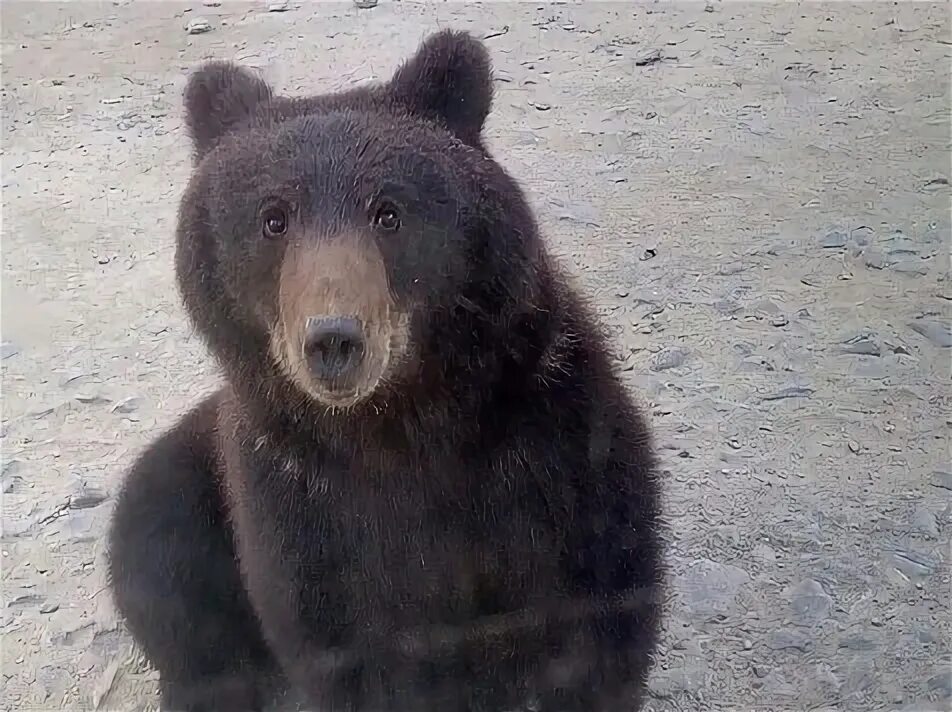 Минусинский медведь фото На севере водители накормили медвежонка сгущенкой и вызвали гнев соцсетей (видео