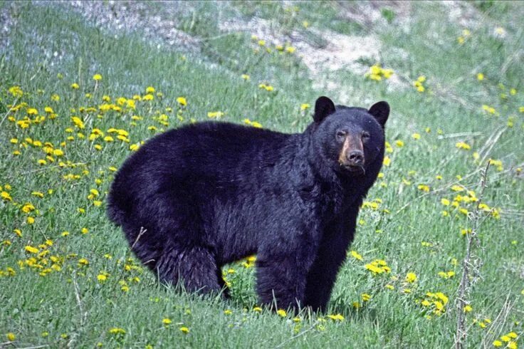 Минусинский медведь фото black bears This photo, also taken in British Columbia on Mount Sinclair, is a .