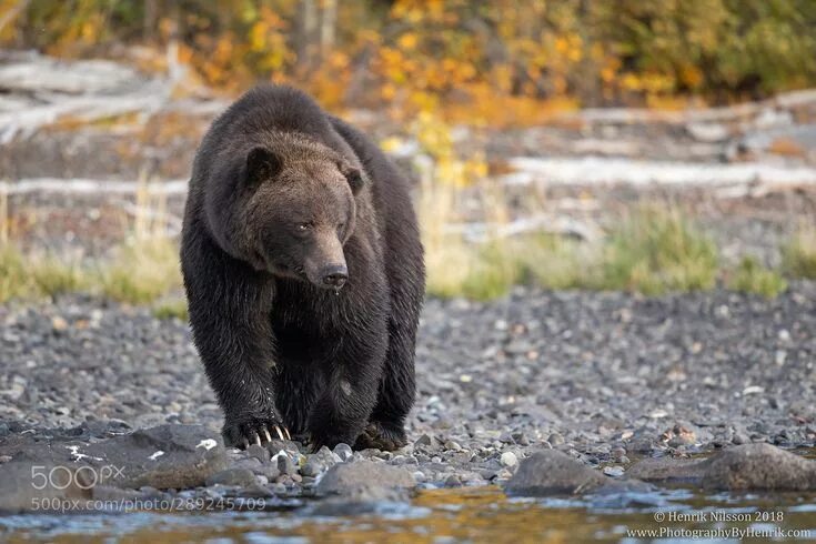 Минусинский медведь фото Brown Bear in the Wilderness