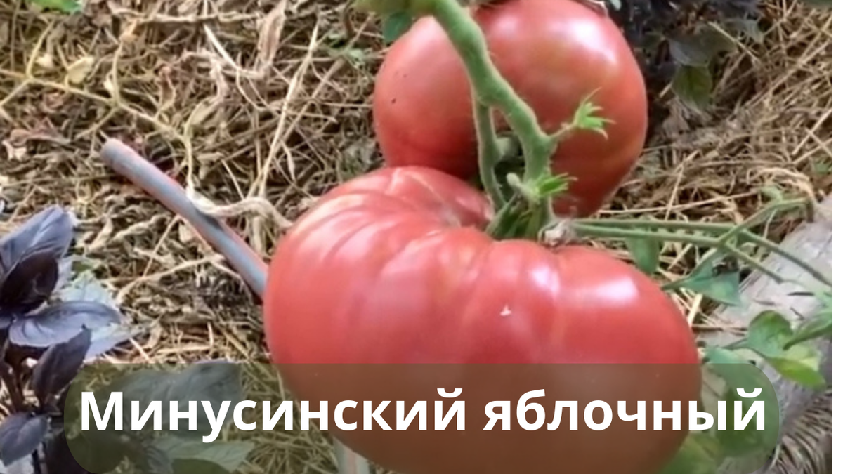Минусинский медведь отзывы фото урожайность Шикарные Минусинские томаты. Урожайность во всех уголках России 4-6 кг с куста О