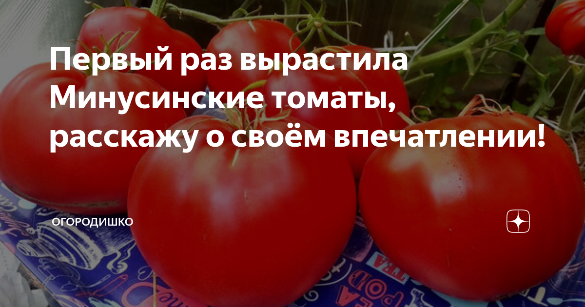 Минусинский медведь отзывы фото урожайность Первый раз вырастила Минусинские томаты, расскажу о своём впечатлении! Огородишк