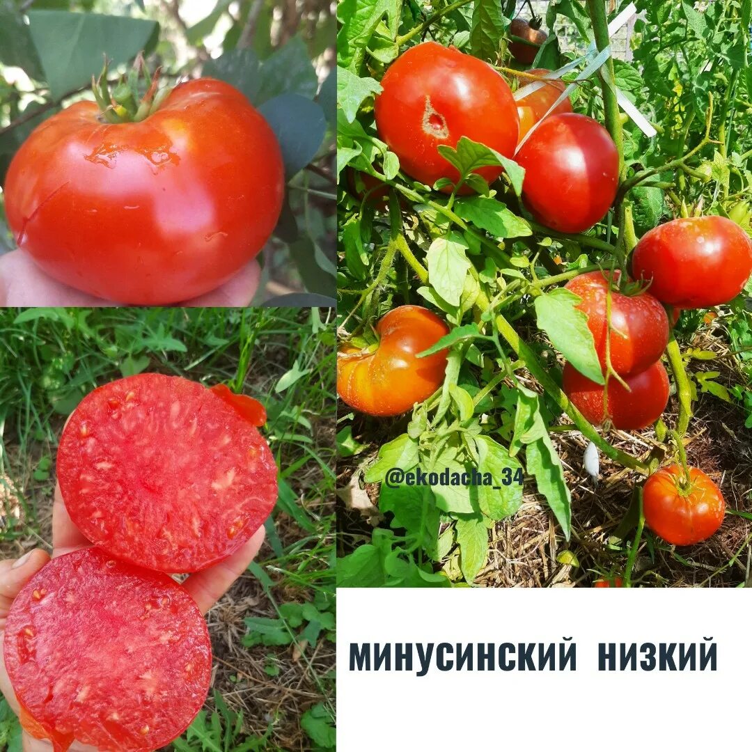 Минусинский медведь томат отзывы фото Томаты минусинские от производителя интернет магазин