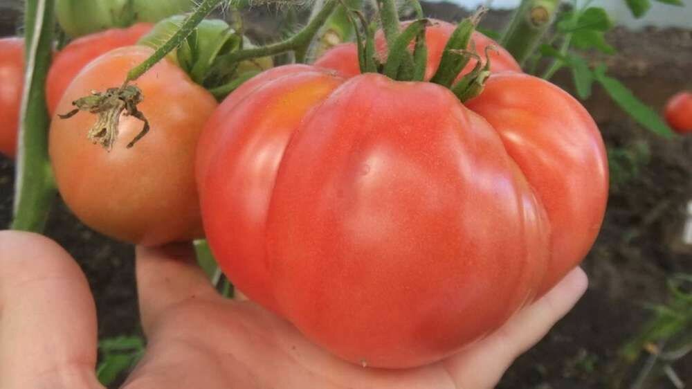 Минусинский медведь томат отзывы фото урожайность характеристика Коллекционные семена томата Минусинский местный от Гаркаловой В. Е. - купить в и