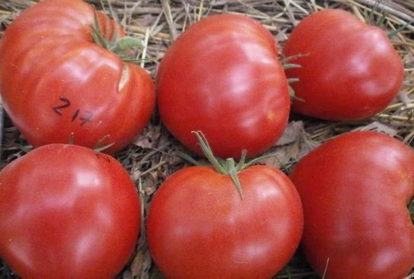 Минусинский розовый томат описание и фото Томаты СуперГрядка goldenseeds-семена01911-218 - купить по выгодным ценам в инте