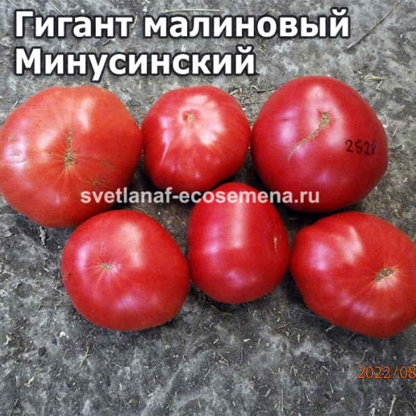 Минусинский розовый томат описание и фото Гигант малиновый Минусинский