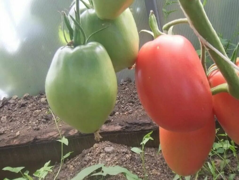 Минусинский стакан томат описание сорта фото Перечень вкуснейших сортов томатов для свежего потребления и соков Моя успешная 
