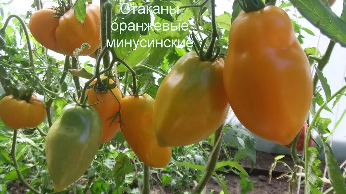 Минусинский стакан томат описание сорта фото Томаты минусинские стаканы описание сорта фото