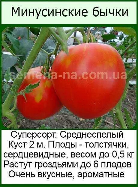 Минусинский томат описание сорта фото отзывы урожайность Томаты минусинские описание сорта фото отзывы садоводов: найдено 81 картинок