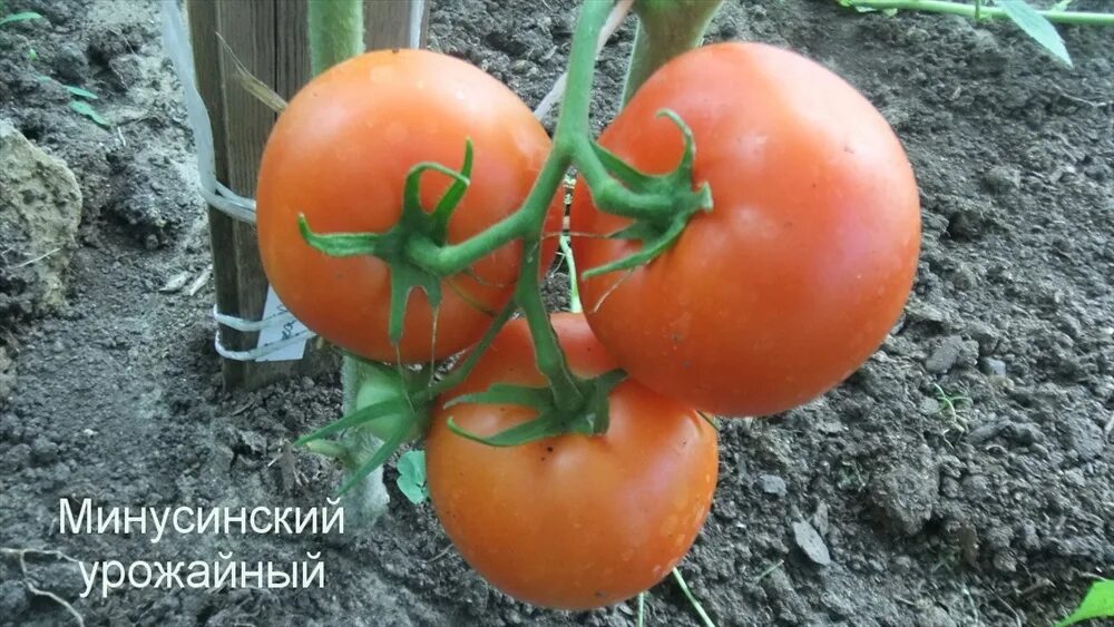 Минусинский томат описание сорта фото отзывы урожайность Минусинский урожайный купить, отзывы, фото, доставка - sp-garden.ru cовместные п