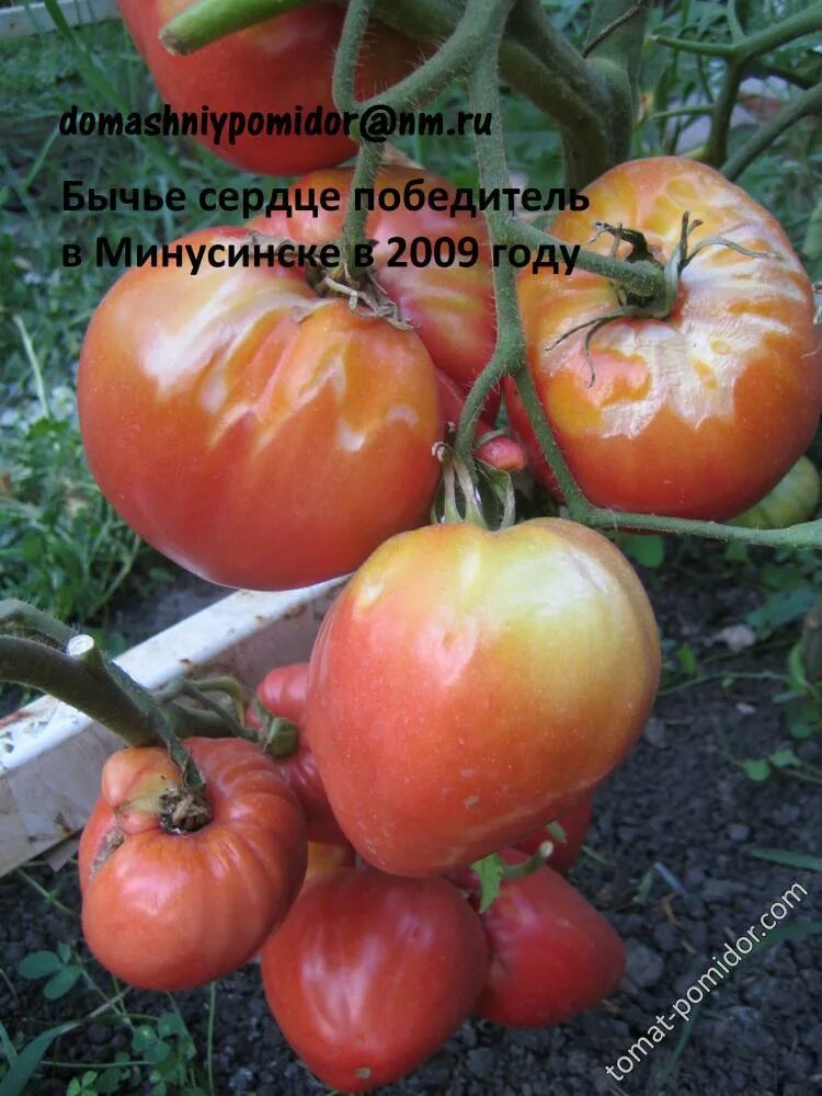 Минусинское бычье сердце томат отзывы фото Томат минусинские сердца отзывы фото урожайность: найдено 88 изображений