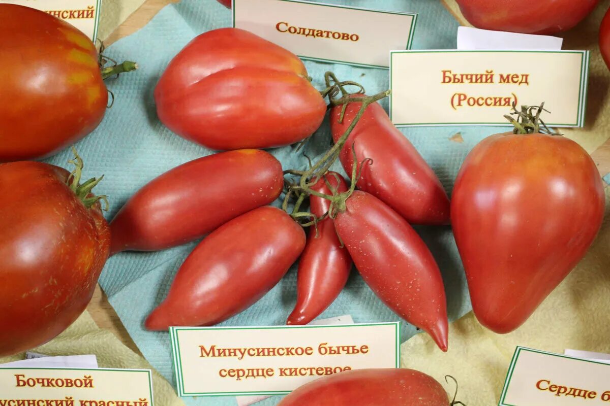 Минусинское бычье сердце томат отзывы фото Минусинские томаты - обзор сортов probotsad Дзен