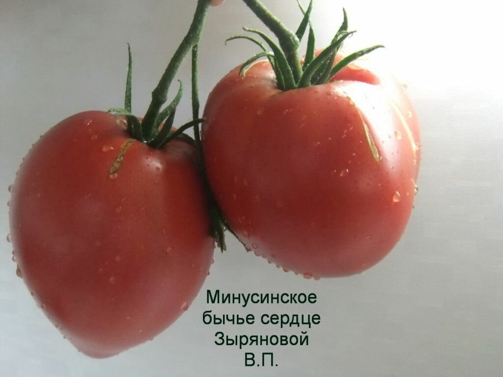 Минусинское бычье сердце томат отзывы фото Коллекционные семена томата Минусинское бычье сердце от Зыряновой В. П. - купить
