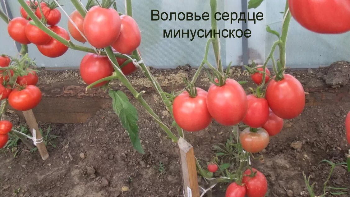 Минусинское сердце томат фото Пополнение коллекции знаменитых МИНУСИНСКИХ ТОМАТОВ! Дачная Коллекция