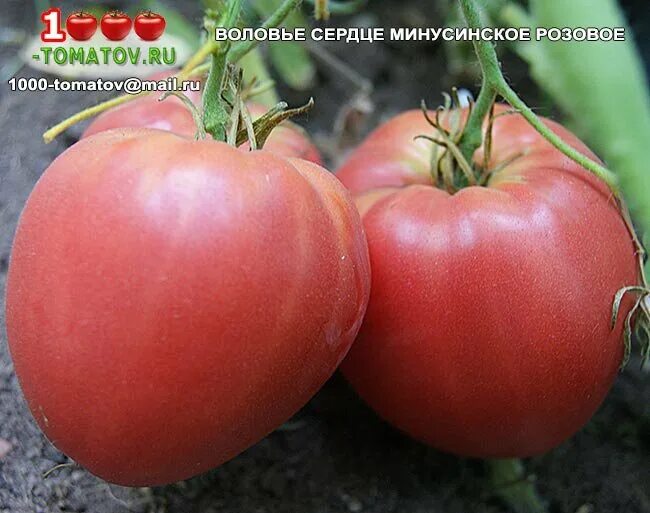 Минусинское сердце томат фото ТОМАТЫ - МИНУСИНСКАЯ СЕРИЯ ч.6 1000 томатов Дзен