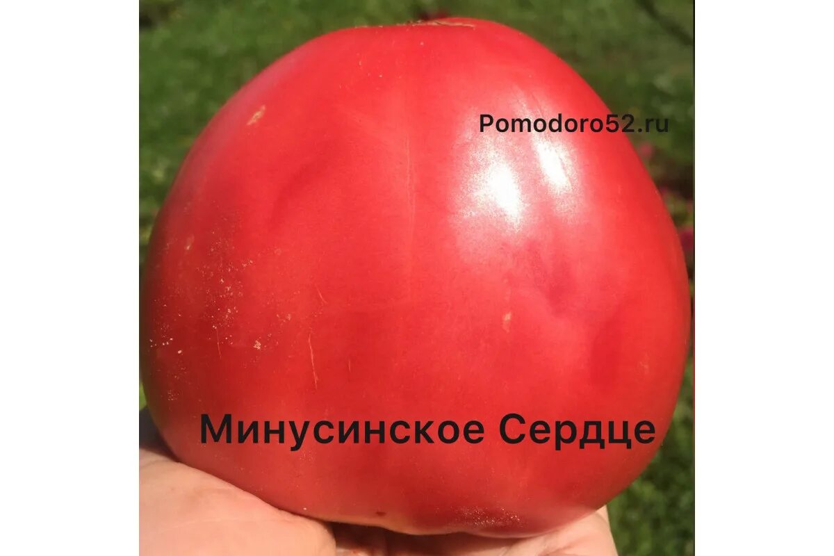Минусинское сердце томат фото Томат Минусинское сердце 5шт
