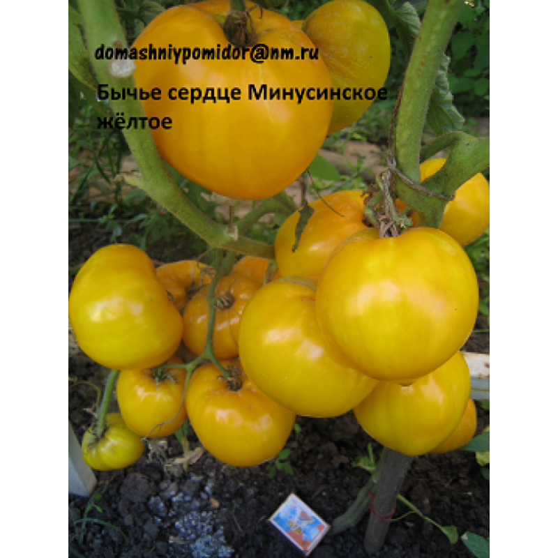 Минусинское сердце томат фото Бычье сердце Минусинское жёлтое