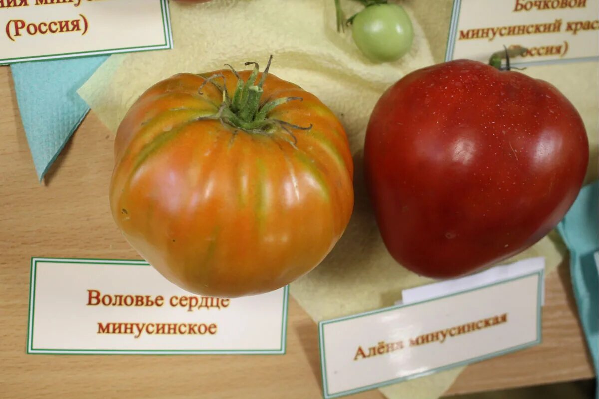 Минусинское воловье сердце томат отзывы фото Томат 'Воловье сердце минусинское' BOTSAD.BY