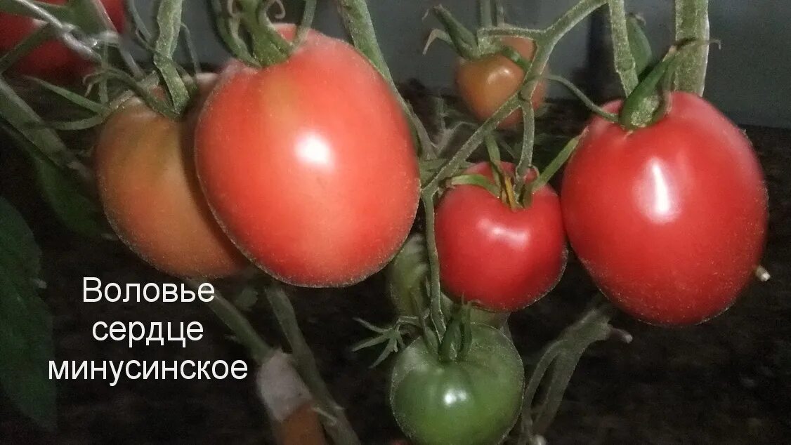Минусинское воловье сердце томат отзывы фото Томат Воловье сердце минусинское, 5 семян Дачная Коллекция