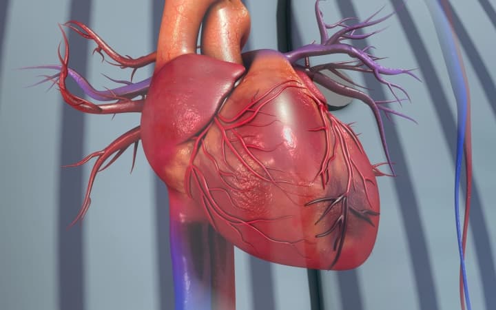Миокарда сердца фото Диабетическое заболевание миокарда (Heart Failure Association of the ESC, июнь 2
