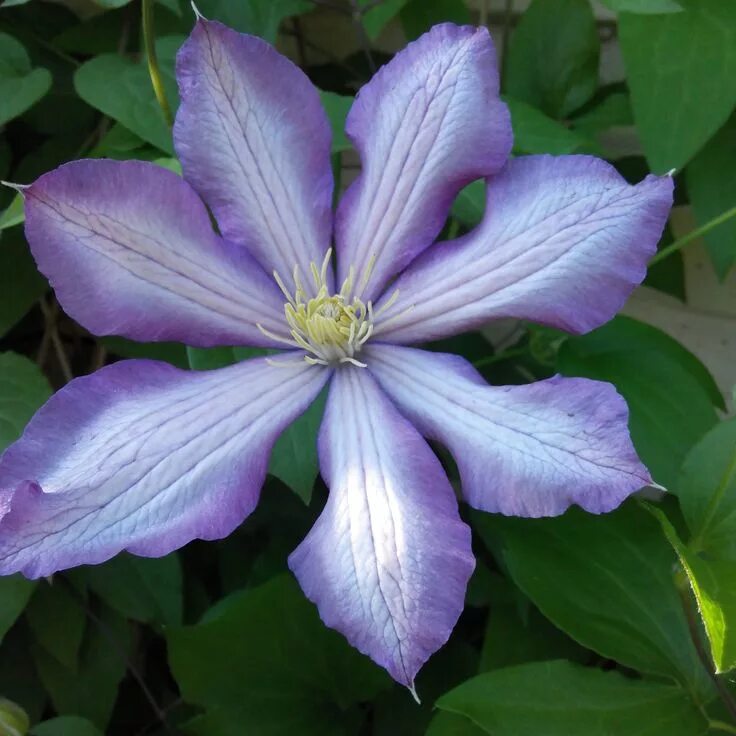 Миосотис клематис описание фото http://myxobbiklematisi.blogspot.com/ Clematis, Plants, Garden