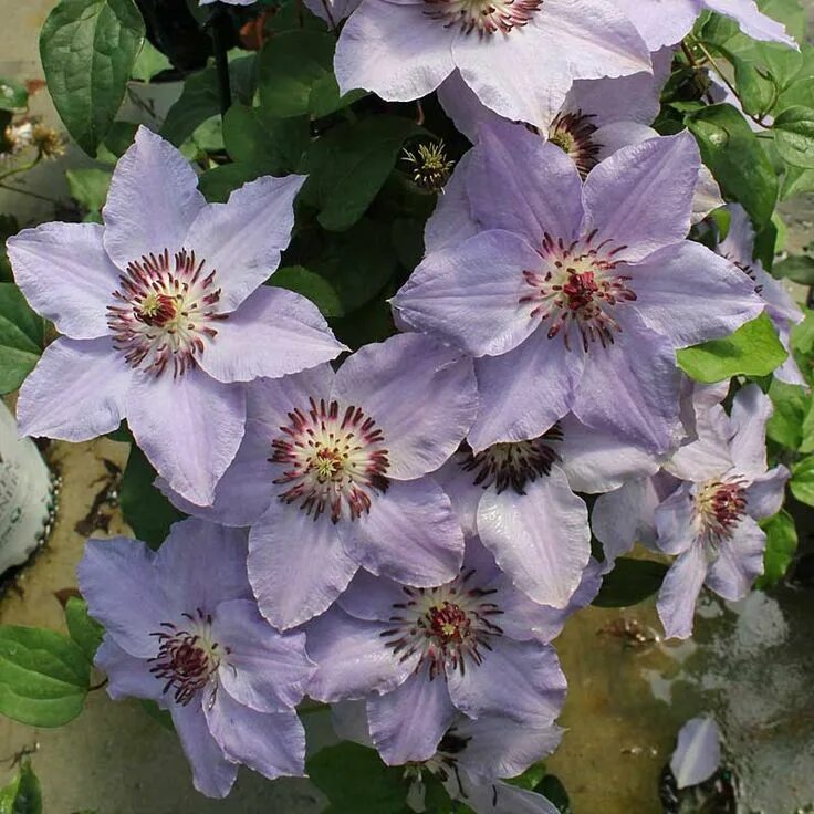 Миосотис клематис описание фото Still Waters ™ Clematis Proven Winners