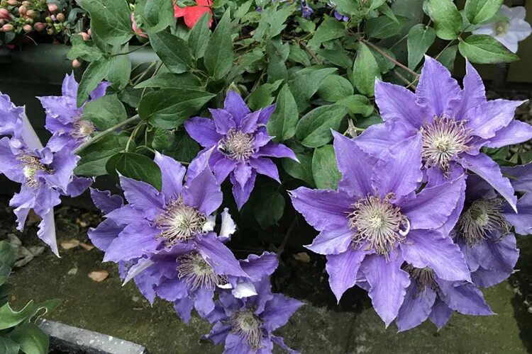 Миосотис клематис описание фото Клематис Бижу, Tudor Patio, Evipo030 (Clematis Bijou) саженцы купить в Москве и 