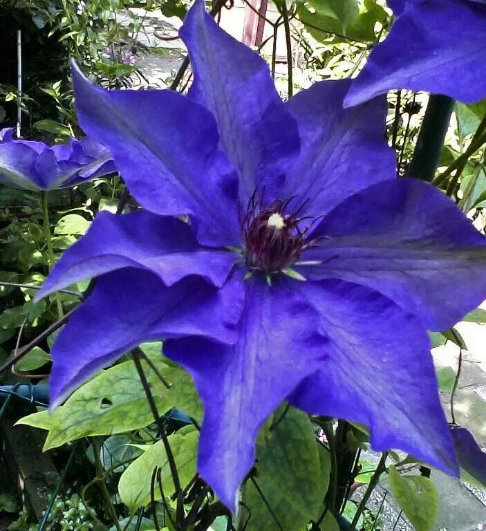Миосотис клематис описание фото Clematis The President Jardinería, Jardines