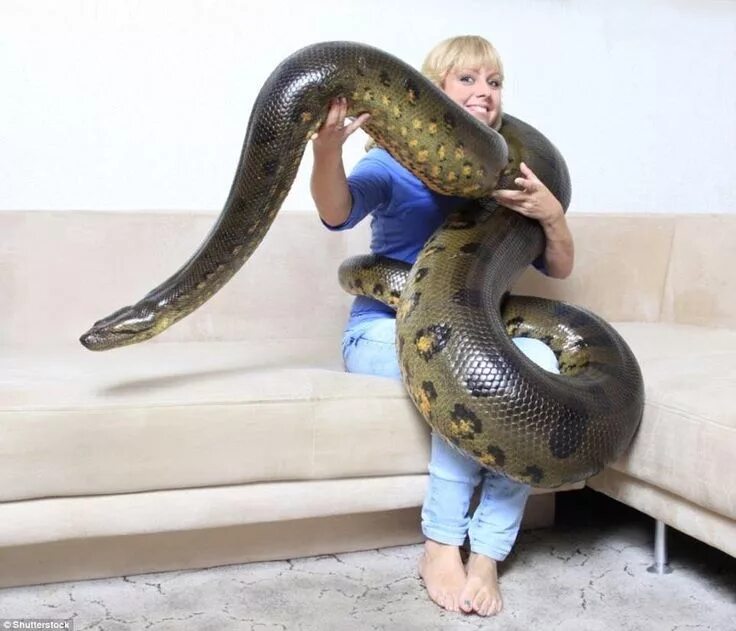 Мир анаконда фото A woman poses with a giant anaconda for a stock photography shot. The species of