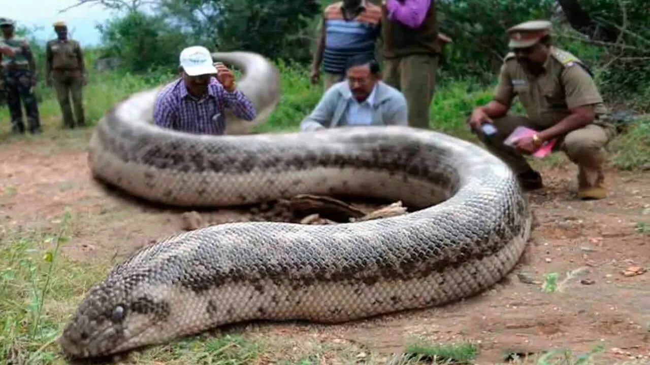 Мир анаконда фото Top 5 Largest Snakes In The World - YouTube