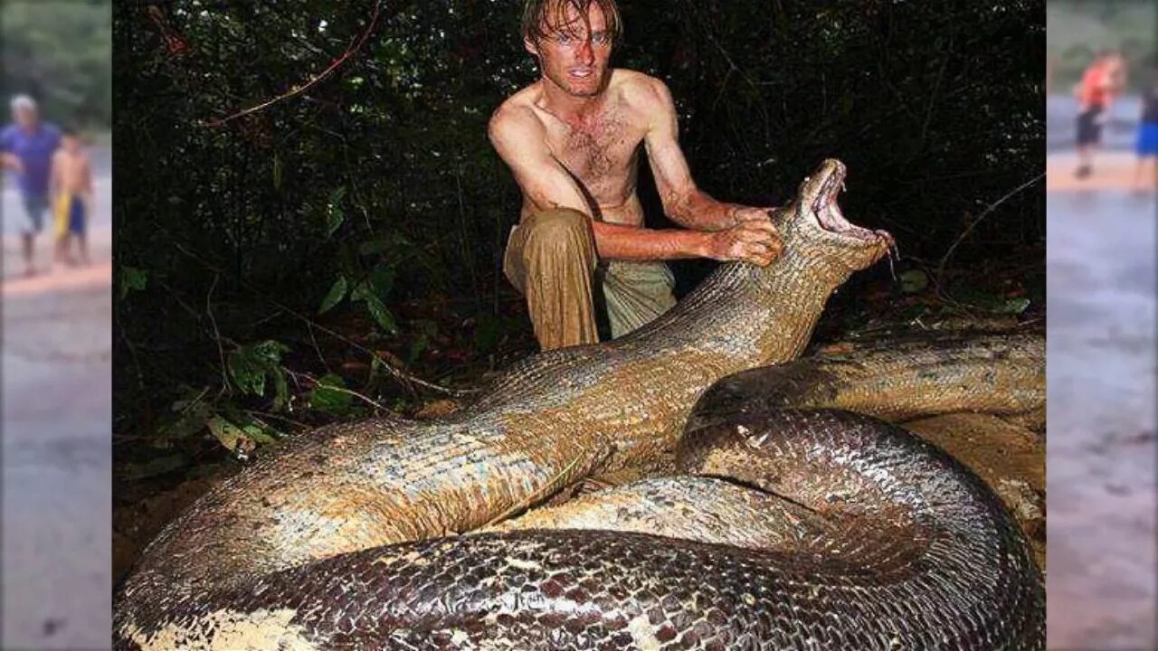 Мир анаконда фото TOP 15 Giant Snake - ANACONDA BIGGEST SNAKE EVER ! GIANT SNAKE new video - YouTu