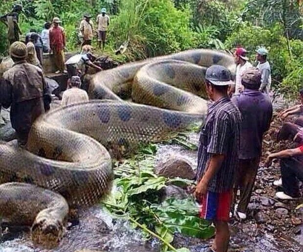 Мир анаконда фото Pin by Maurício Rocha on Elfos World biggest snake, Big animals, Animals wild