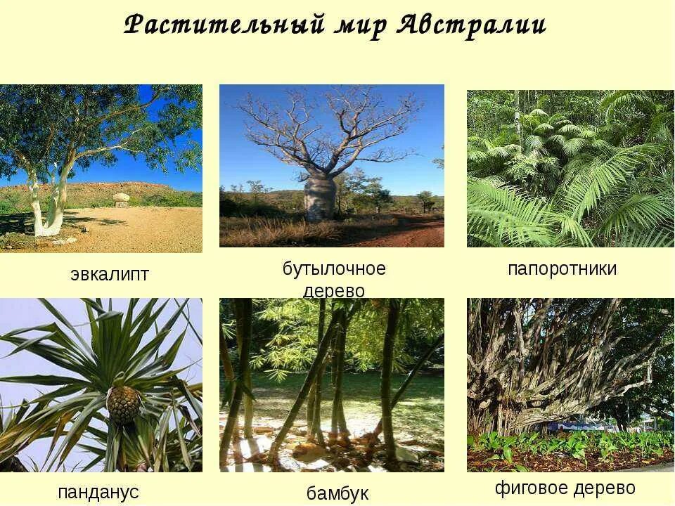 Мир австралии фото Растительный мир австралийского союза - найдено 87 картинок
