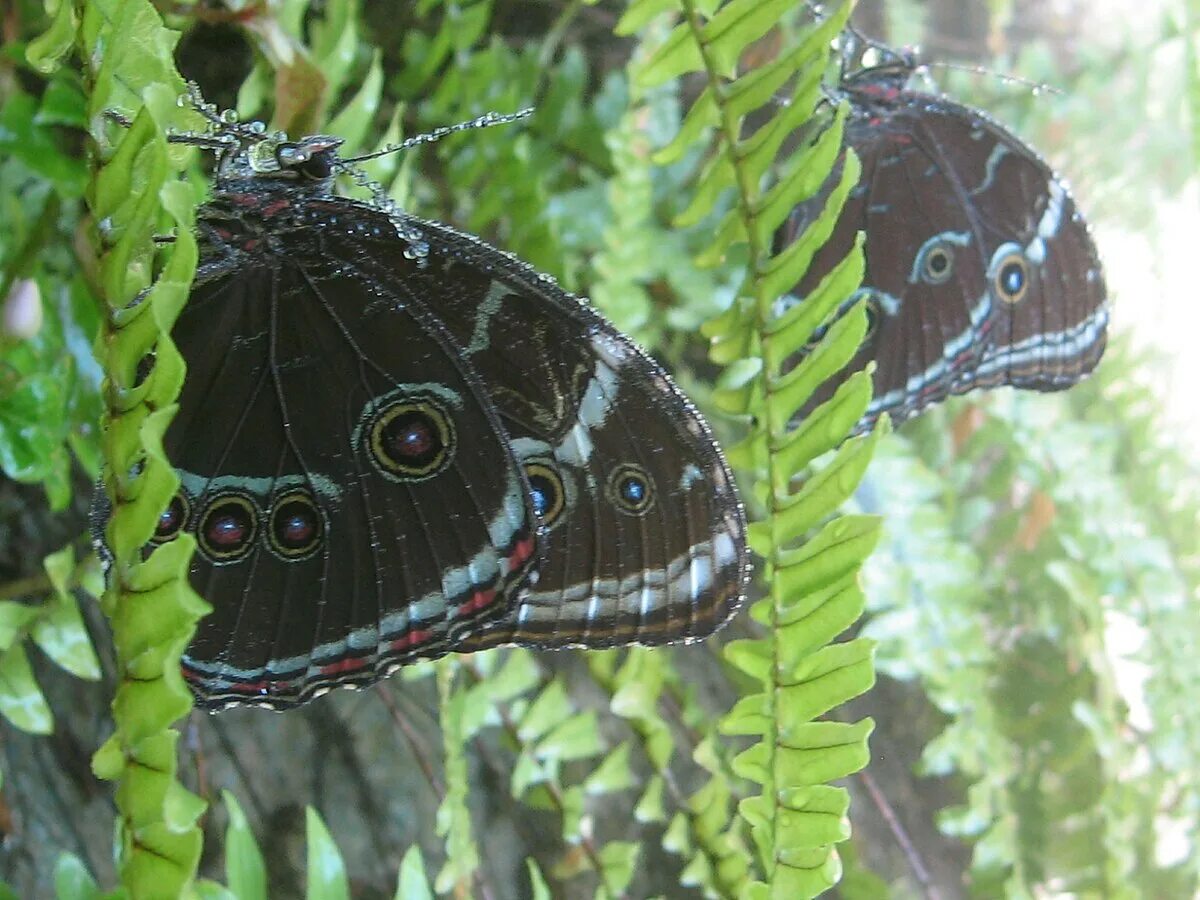 Мир бабочек живых пионерский просп 38б фото File:Morpho peleides at Butterfly World.jpg - Wikipedia