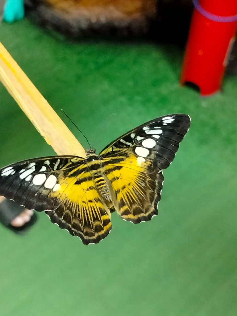 Мир бабочек живых пионерский просп 38б фото The world of butterflies alive, zoo, Anapa, Krasnoarmeyskaya ulitsa, 2Б - Yandex